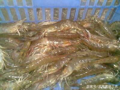 鱼虾混养模式,高效的水产养殖模式,该注意哪些方面